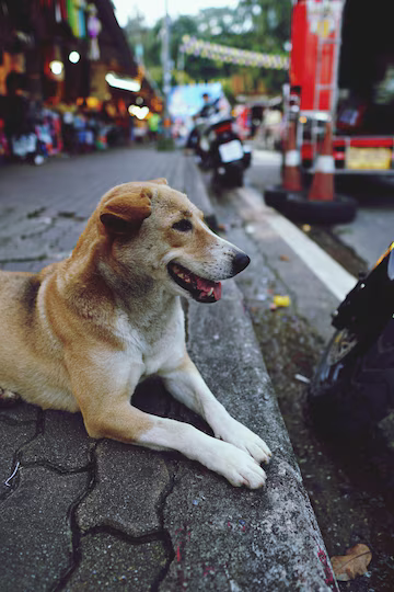 Street Dog